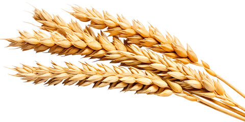 Ears of wheat isolated on white background.AI GENERATED