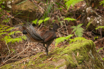The superb lyrebird ( Menura novaehollandiae )  male in Macquarie Pass National Park, Australia...