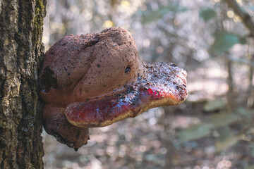 Top view of Fistulina hepatica mushroom (a.k.a. beefsteak fungus). Edible mushroom, rich in vitamin c.