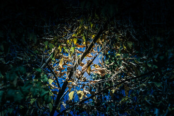 christmas tree lights