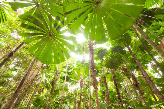 Fan Palm Walk in Daintree Nationalpark Rainforest in Queensland Australia.