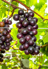 Close-up of ripe grapes in the vineyard of Miaoli, Taiwan.
