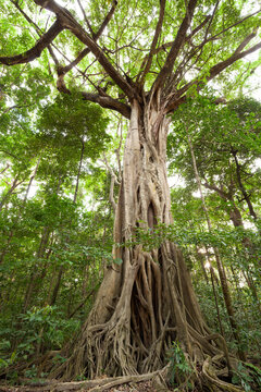 Giant Strangler Fig / Ficus watkinsiana in Daintree Nationalpark Queensland Australia.