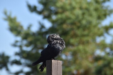 A raven is standing on a wooden pile outdoors in sunny day.