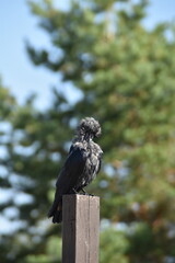 A raven is standing on a wooden pile outdoors in sunny day.
