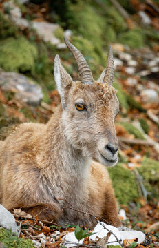 Majestic Alpine Ibex Resting in the Swiss Jura Landscape