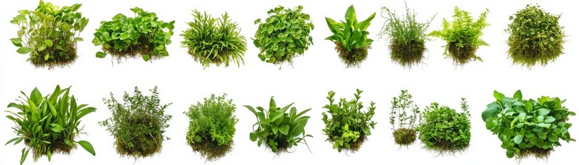 Obraz premium Collection of Green Plants Herbs and Foliage Isolated on White