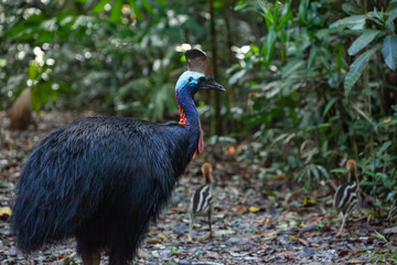 Southern cassowary with cubs in the Australian rainforest