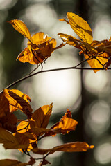 Autumn nature leaf colors with bokeh background