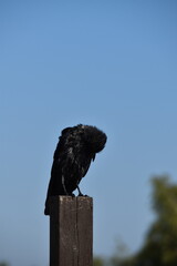 A raven is standing on a wooden pile outdoors in sunny day.