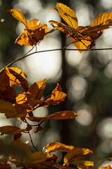 Autumn nature leaf colors with bokeh background