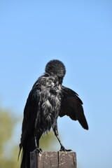 A raven is standing on a wooden pile outdoors in sunny day.
