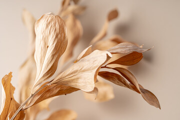Elegant Display of Dry Plants in a Minimalist Aesthetic