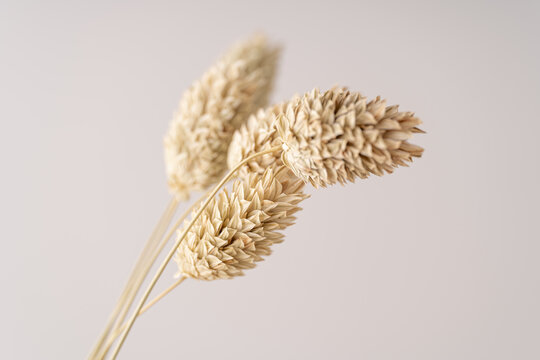 Minimalist beauty of dry plants in soft neutral tones