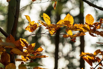 Autumn nature leaf colors with bokeh background