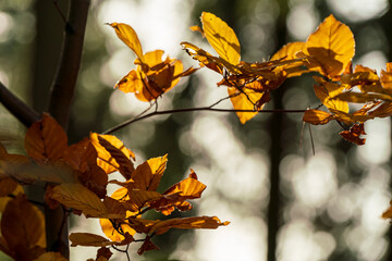 Autumn nature leaf colors with bokeh background