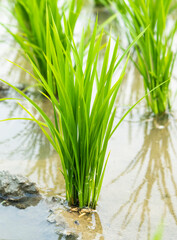 Close-up of rice seedlings growing in the fields of Taiwan.