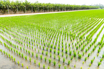A large area of rice seedlings is growing in the fields of Taiwan.