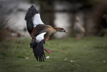 Egyptian goose coming in to land