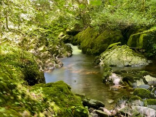 Kleiner Fluss im Glengarriff Woods Nature Reserve, Irland