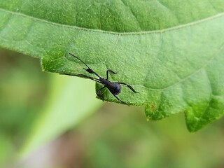Spined Assassin Bug on green leaf