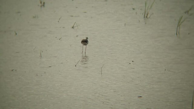 Black-winged stilt seeking food in wetland grass surface near Pathum Thani Rice Research Center. natural color, soft light