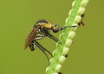 Close up of Toxophora on a plant