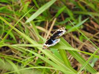 Beautiful butterfly - Blue pansy butterfly (Junonia orithya)