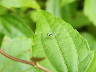 Long leg Green fly Austrosciapus connexus on green leaf