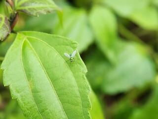 Long leg Green fly Austrosciapus connexus on green leaf