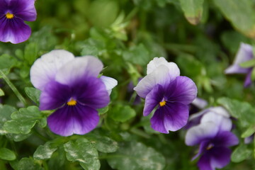 These lilac violets are blossoming outdoors in early autumn day.