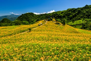 View of beautiful long yellow lilies (daylilies) in the Liushidan Mountain of Hualien, Taiwan. it's one of the famous attractions in Hualien.