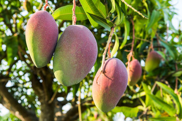 Close-up of the mango fruits on the mango tree in Tainan, Taiwan. 