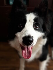 Border collie dog photo