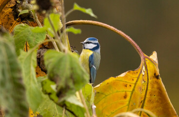 portrait d'une belle mésange bleue très mignonne grimpant sur une tige de tournesol, un jour d 'automne