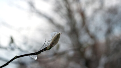 magnolia buds in ice. magnolia branch in early spring, close-up. Magnolia buds after the first snow. isolated on natural blurred background. beauty of nature. autumn park. cold season. space for text