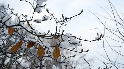magnolia buds in ice. magnolia branch in early spring, close-up. Magnolia buds after the first snow. isolated on natural blurred background. beauty of nature. autumn park. cold season