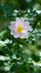 beautiful rosehip flower close up. Rosehip, Rosa canina light pink flowers bloom on the branches, beautiful wild shrub. Rosa woodsii, a variety of rose hips known as woods or indoor rose. text