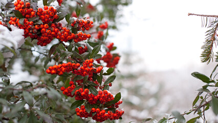 Winter rowan tree under snow close-up. Groups of bright red berries, mountain ash. branch of red rowan in snow. red berries in early spring. winter background, cold season. autumn, first frost