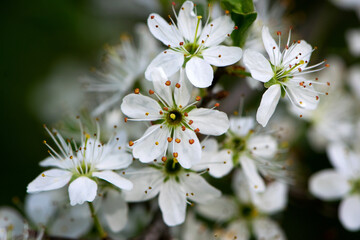 Twig of flowering blackthorn, Prunus spinosa, in spring. white flowers, natural floral background. delicate spring flowers, close-up. spring natural background, flowering tree