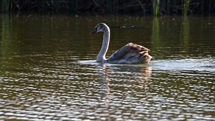Swan. bird on the water. grey swan swims in a lake. floats on the river on a beautiful autumn, sunny day. spring on the lake. wild bird, natural background. baby bird in a family of white swans