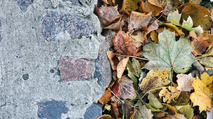 Dry leaves on the ground. autumn background, fallen leaves in a forest or park. Grove. selective soft focus. autumn colors, beautiful time of year. autumn season. place for text. selective focus