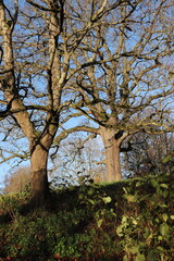 Tree in the Park with Sky View, Scenic Nature Landscape under Blue Sky