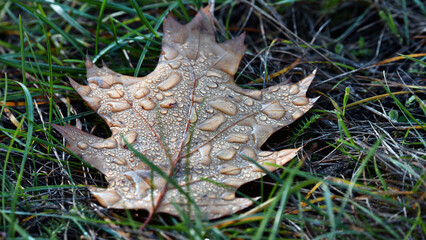 dry autumn leaf in dew drops. Dry fall leaf texture detail. Abstract background of autumn beauty of forest nature. Fresh dew water drops. Brown oak sheet vein structure. Eco flora, macro, close-up.