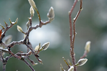 magnolia buds in ice. magnolia branch in early spring, close-up. Magnolia buds after the first snow. isolated on natural blurred background. beauty of nature. autumn park. cold season. space for text