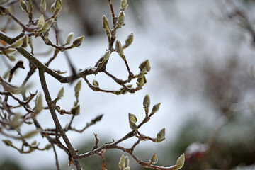 magnolia buds in ice. magnolia branch in early spring, close-up. Magnolia buds after the first snow. isolated on natural blurred background. beauty of nature. autumn park. cold season