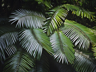 Lush Tropical Palm Fronds in Dappled Light: Nature's Green Geometry