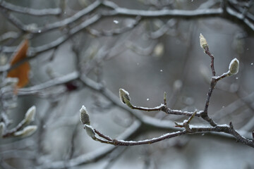 magnolia buds in ice. magnolia branch in early spring, close-up. Magnolia buds after the first snow. isolated on natural blurred background. beauty of nature. autumn park. cold season. space for text