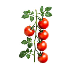 Tomato vine with red tomatoes, white isolate background
