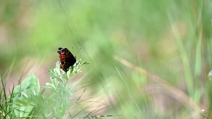 Vanessa atalanta. beautiful delicate butterfly. butterfly sits on the meadow grass. Blurred green...